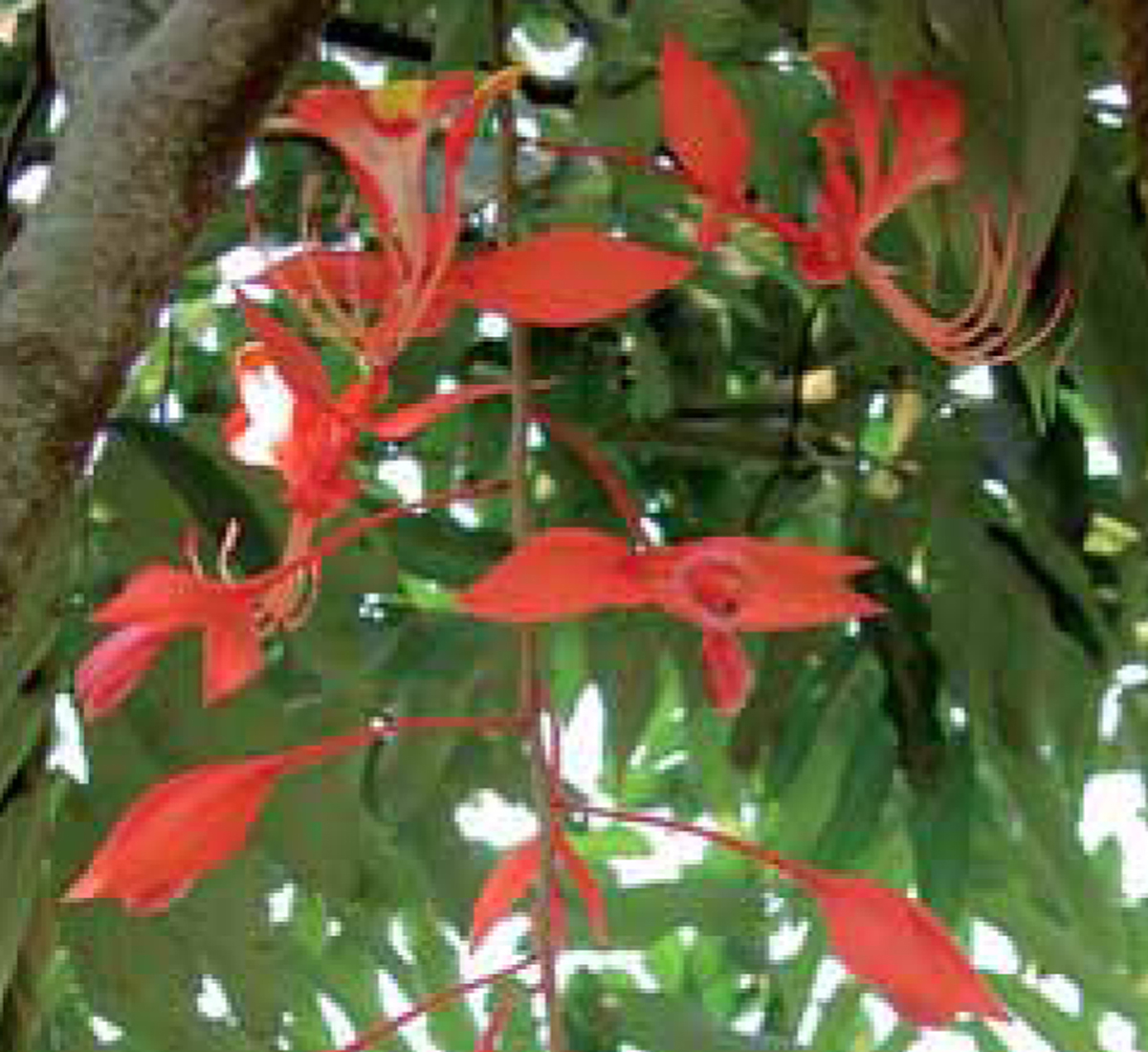 Alluring Amherstia